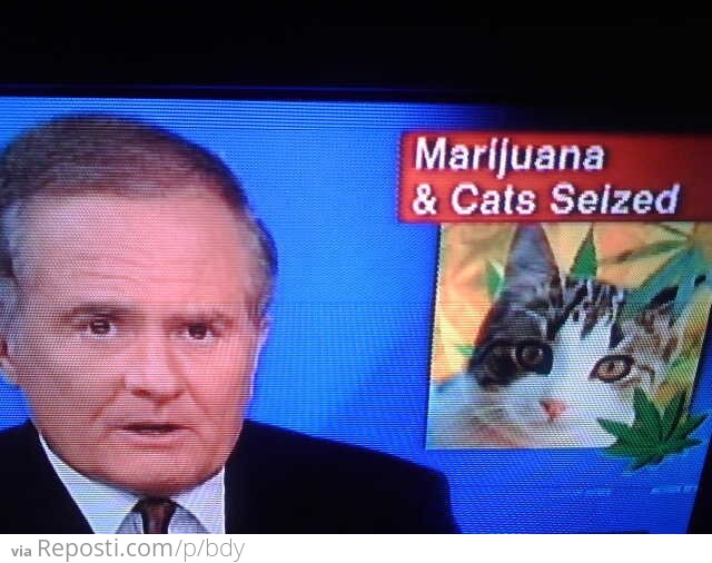 Marijuana and Cats Seized