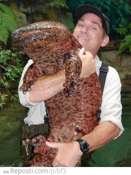 Huge Salamander