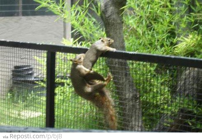 Hot Squirrel Action