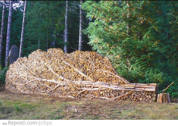 Tree Wood Pile