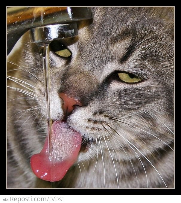 Cat Enjoys Water