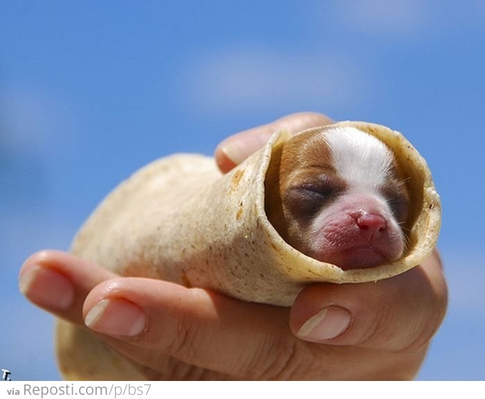 Dog Burrito