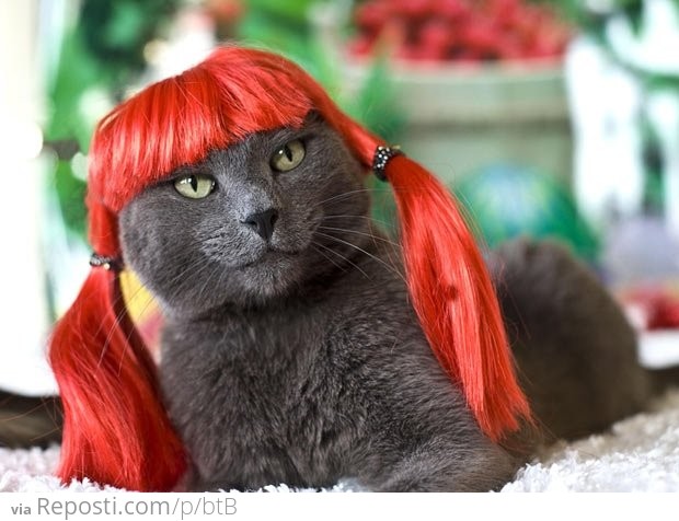 Red Headed cat