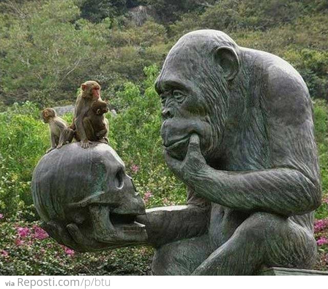 A monkey ponders his origins