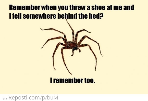 Spider's Remember