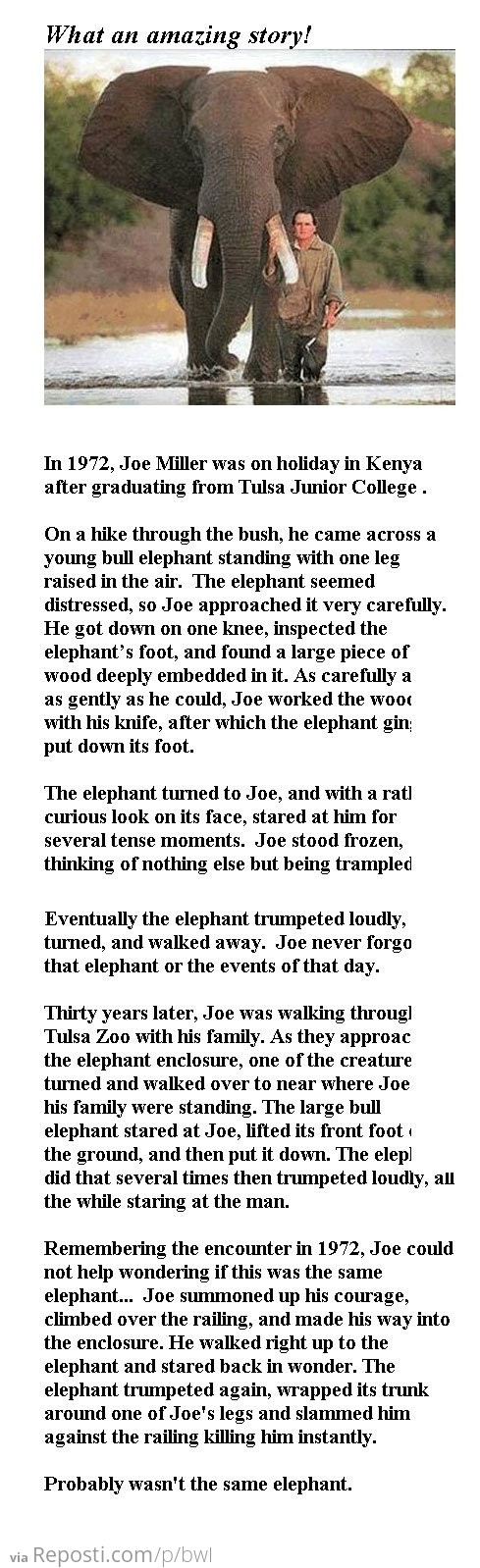 Elephant joke