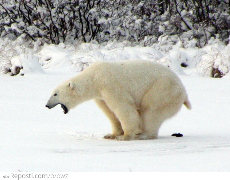 A polar bear taking a dump