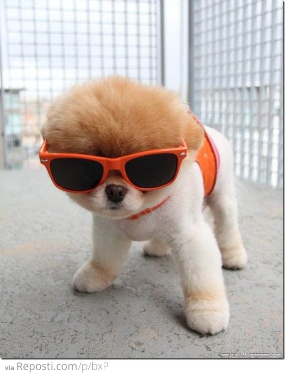 Sunglasses Dog