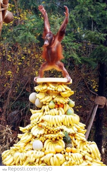 I am the banana king!