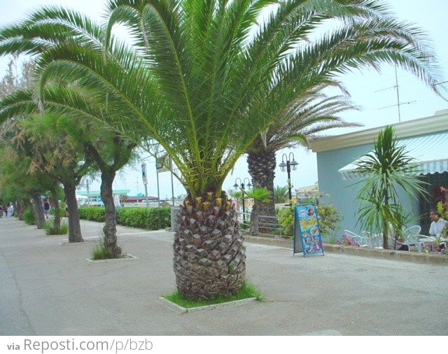 Pineapple Tree