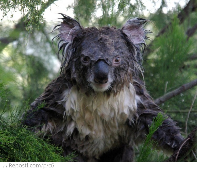 Drenched Koala