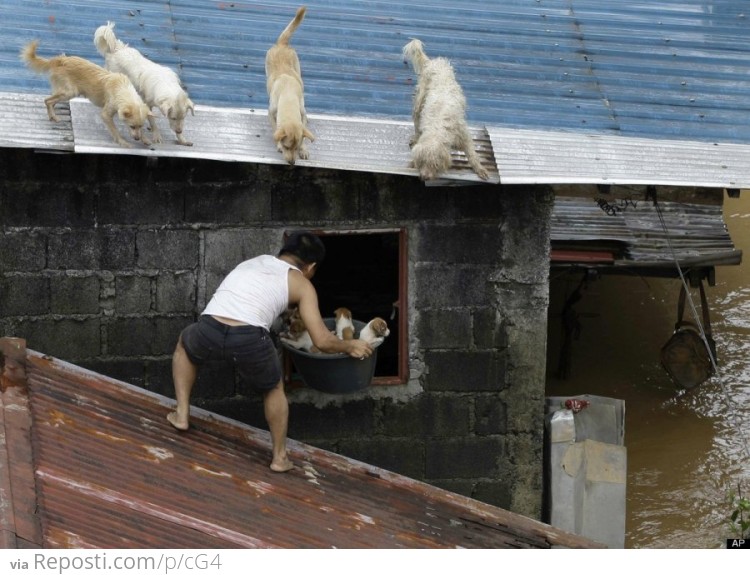 A guy rescuing four pups during a flash flood in the Philippines