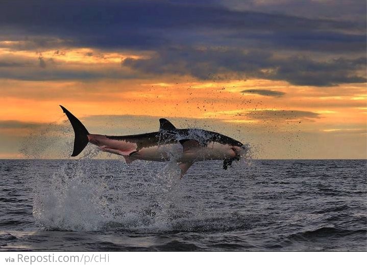 Shark Jump
