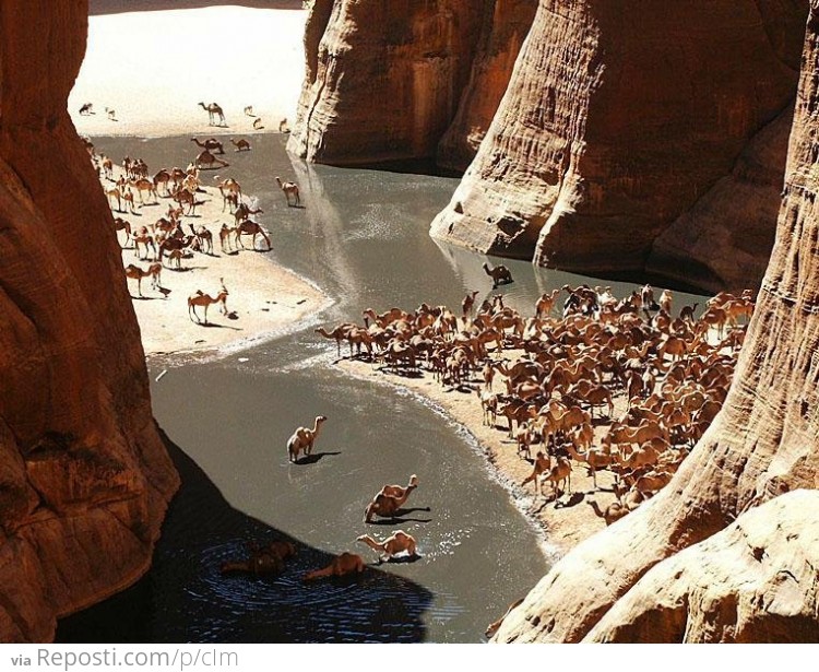 Guelta d'Archei Oasis, Sahara Desert