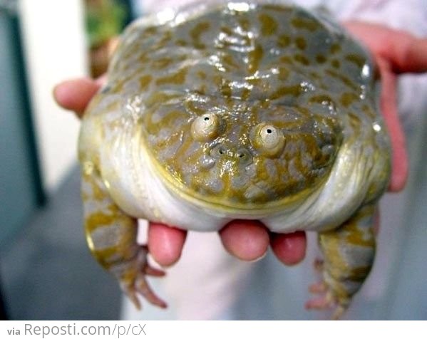 Creepy Frog