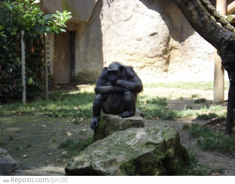 Thinking Chimp