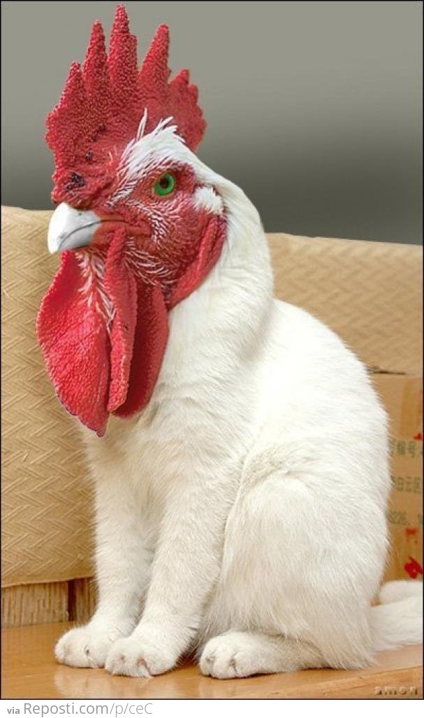 Roostercat