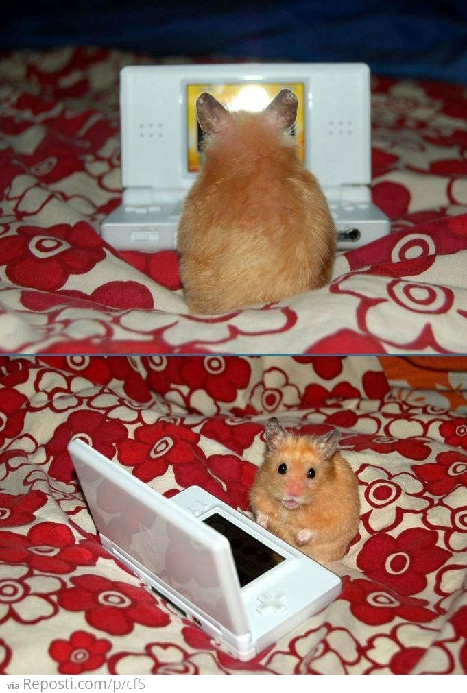 Hamster playing DS