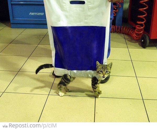 Bag'o Cat