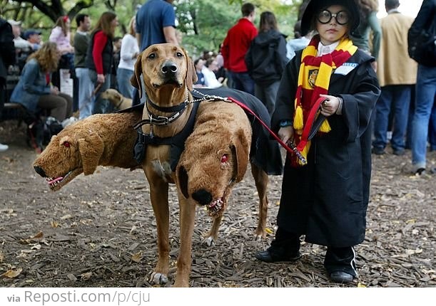 Harry Potter's Three Headed Dog