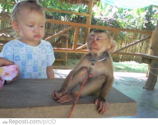 I Not Trust You Monkey