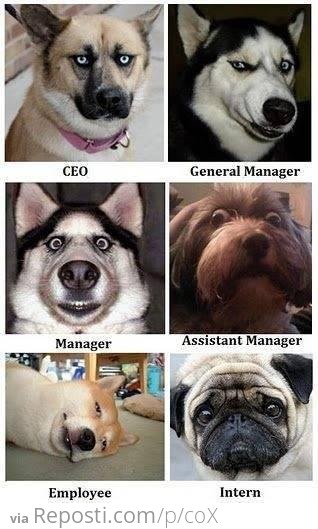Work Dogs
