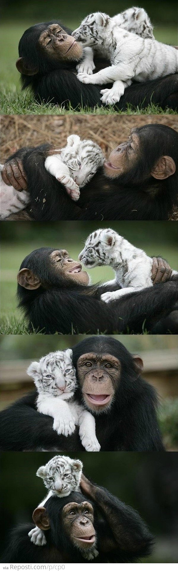 Chimp & Tiger