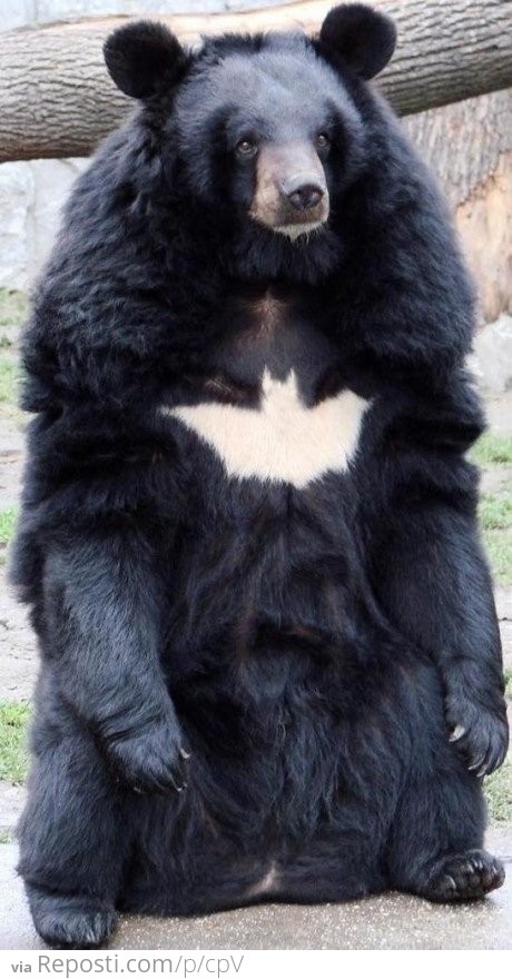 Bat-Bear