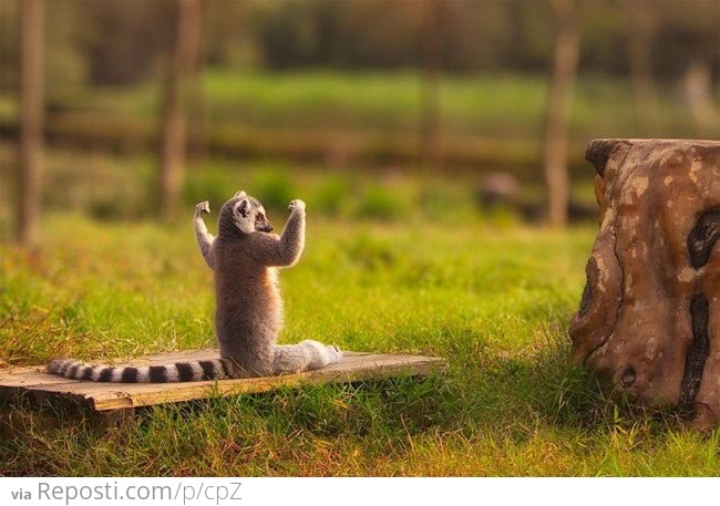 That's A Strong Lemur