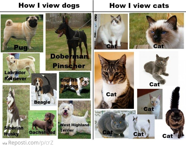 Cats & Dogs