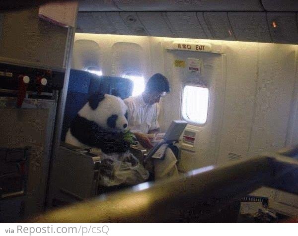 Panda Flying