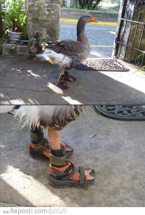 Goose With Sandals