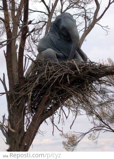 Elephant in A Birds Nest