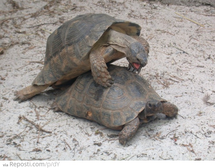 Turtle Sex