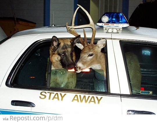Deer In Police Car