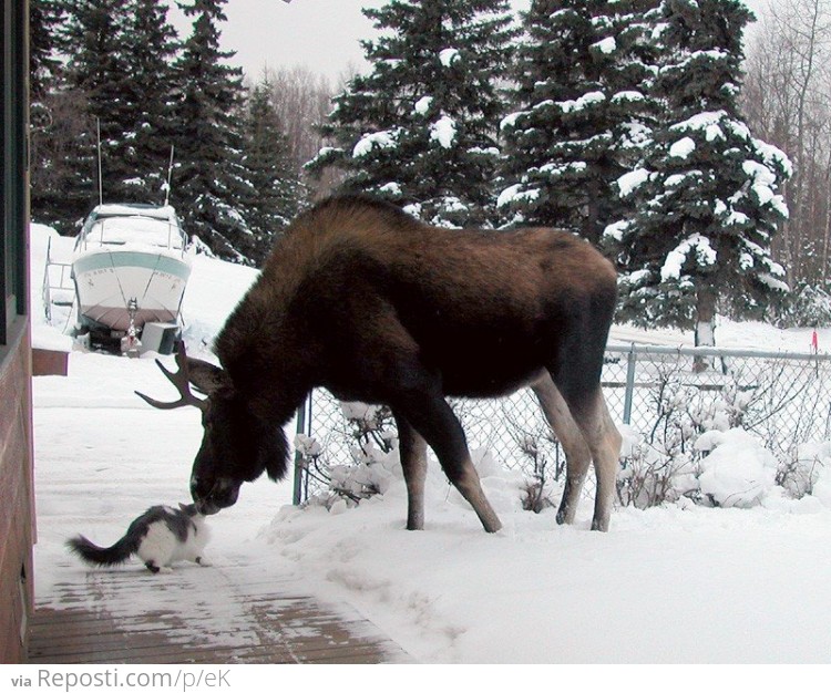 Moose and Cat