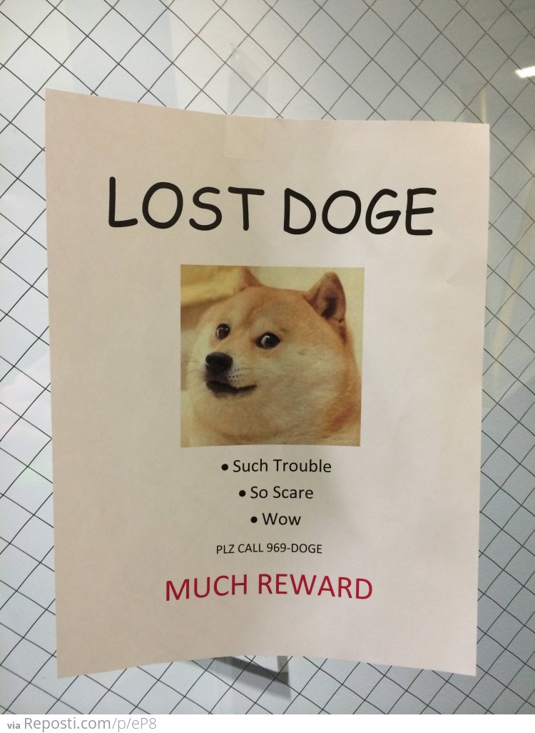 Lost doge
