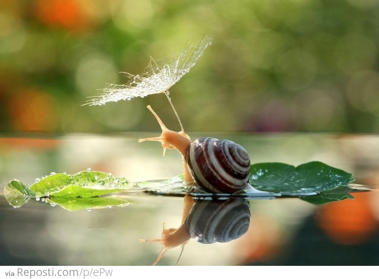 Snail with umbrella