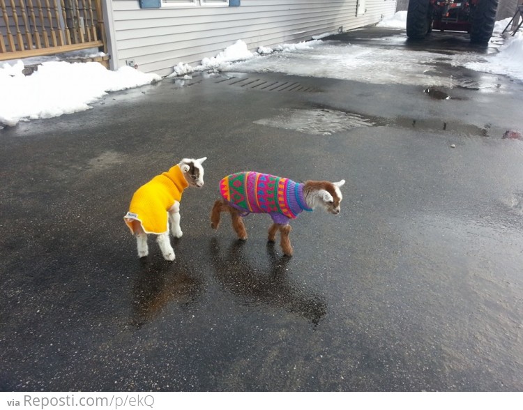 Baby goats wearing sweaters