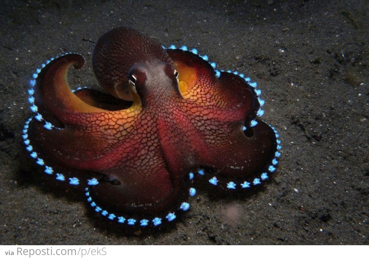 Blue glowing coconut octopus