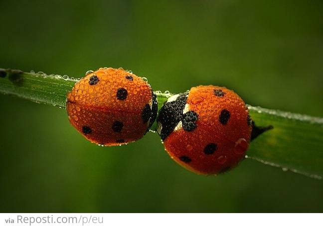 Wet Ladybugs
