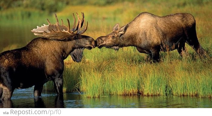 Moose Kiss