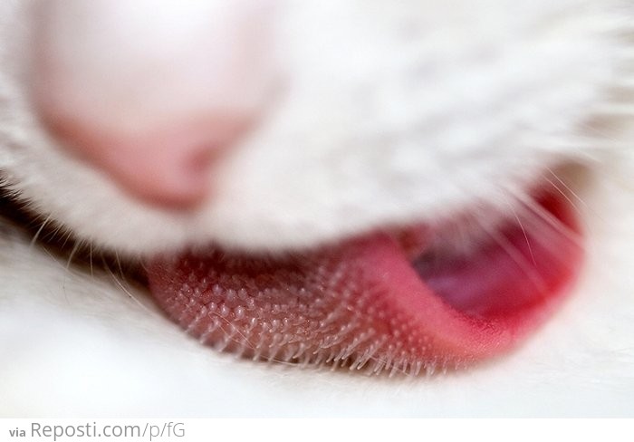Closeup of a Cats Tongue