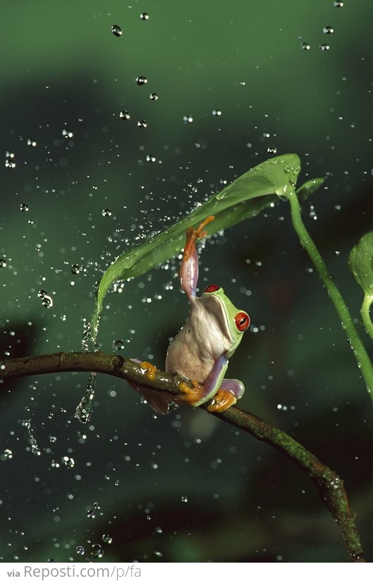 Frog Umbrella