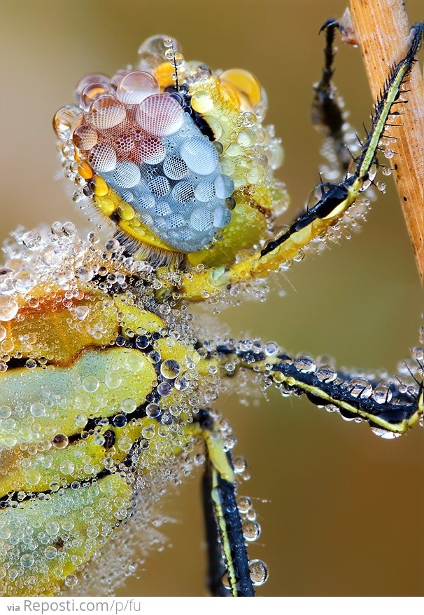 Bug Covered in Water