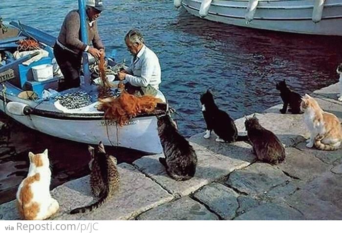 Cats Waiting For Fish
