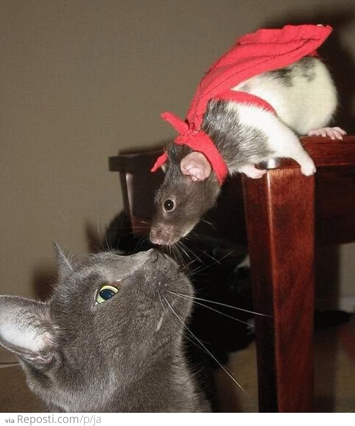 Super Rat And A Cat