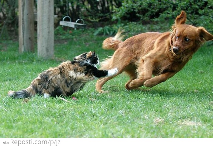 Cat Chases Dog