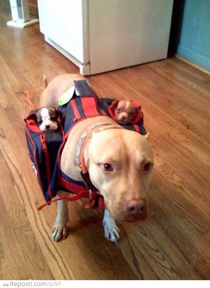 Dog Transporter
