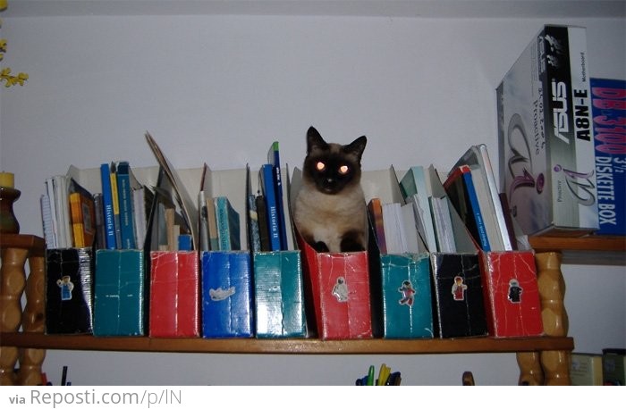 Folder Cat